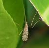 Ilisia maculata